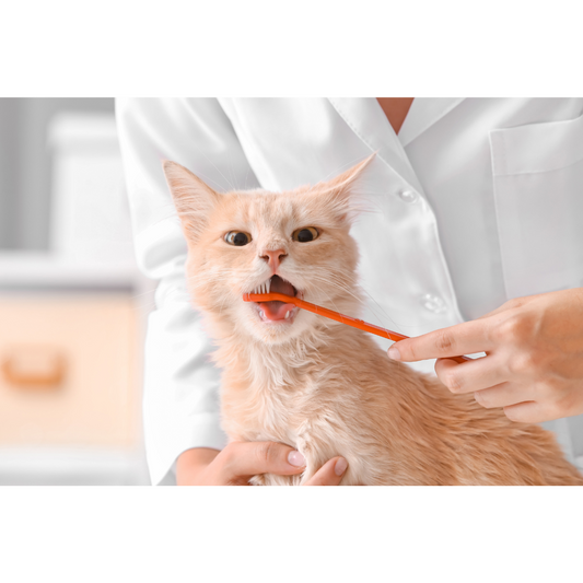 Celebrating Cat Health Month: A Purr-fect February Focus