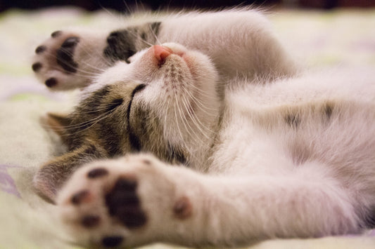 The Ultimate Guide to Cat Care: Tips for a Happy and Healthy Feline